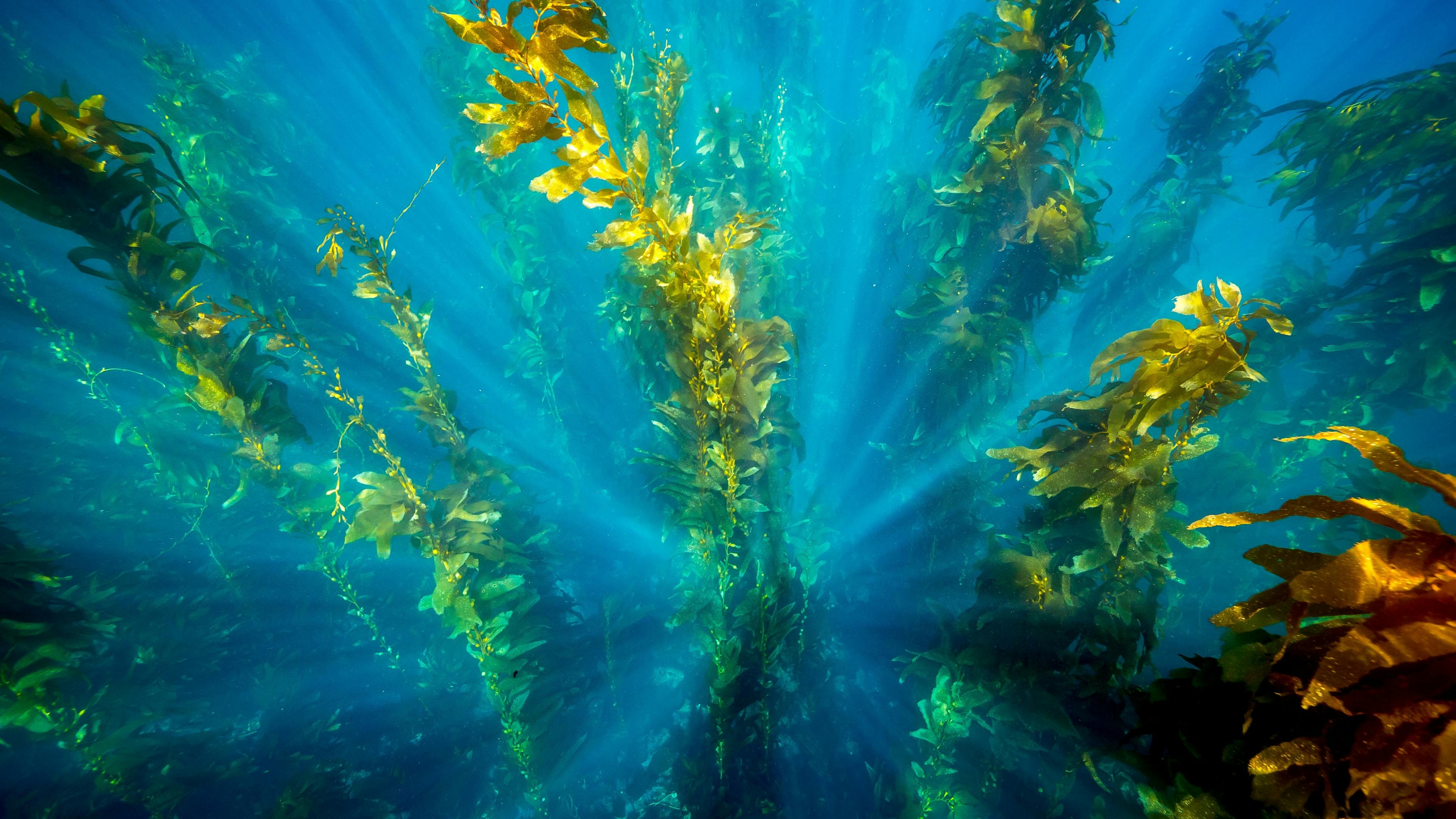 Long green seaweed underwater